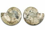 Cut & Polished Crystal-Filled Ammonite Fossil - Madagascar #362400-1